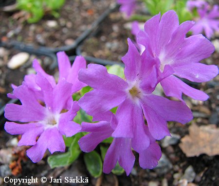 Primula glaucescens x minima esikko